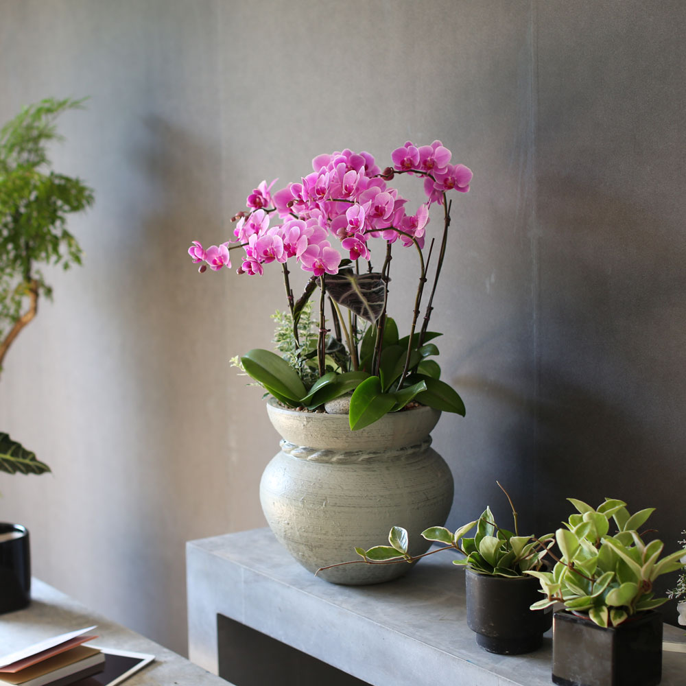 Graceful orchid flowers - θƽ ޼ Ͽ (* ̹ ȭ ǰ )  ɹ