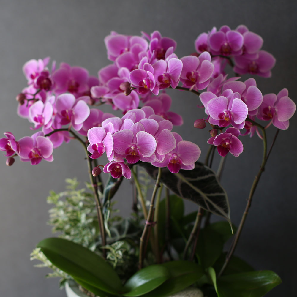 Graceful orchid flowers - θƽ ޼ Ͽ (* ̹ ȭ ǰ )  ɹ