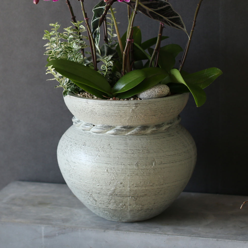 Graceful orchid flowers - θƽ ޼ Ͽ (* ̹ ȭ ǰ )  ɹ