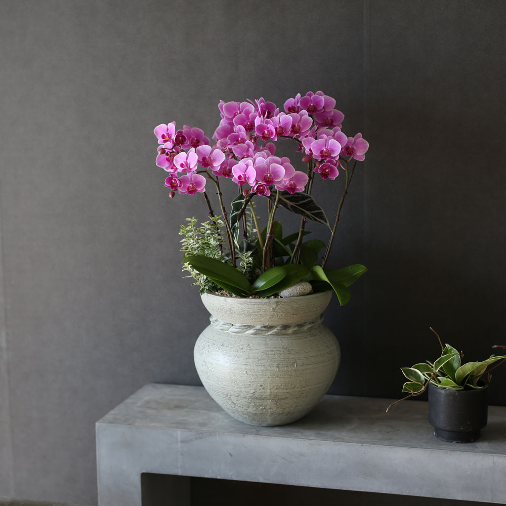 Graceful orchid flowers - θƽ ޼ Ͽ (* ̹ ȭ ǰ )  ɹ