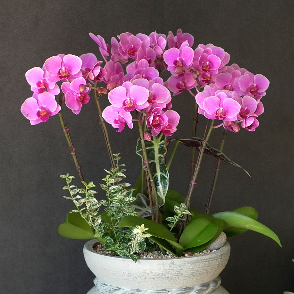 Graceful orchid flowers - θƽ ޼ Ͽ (* ̹ ȭ ǰ )  ɹ