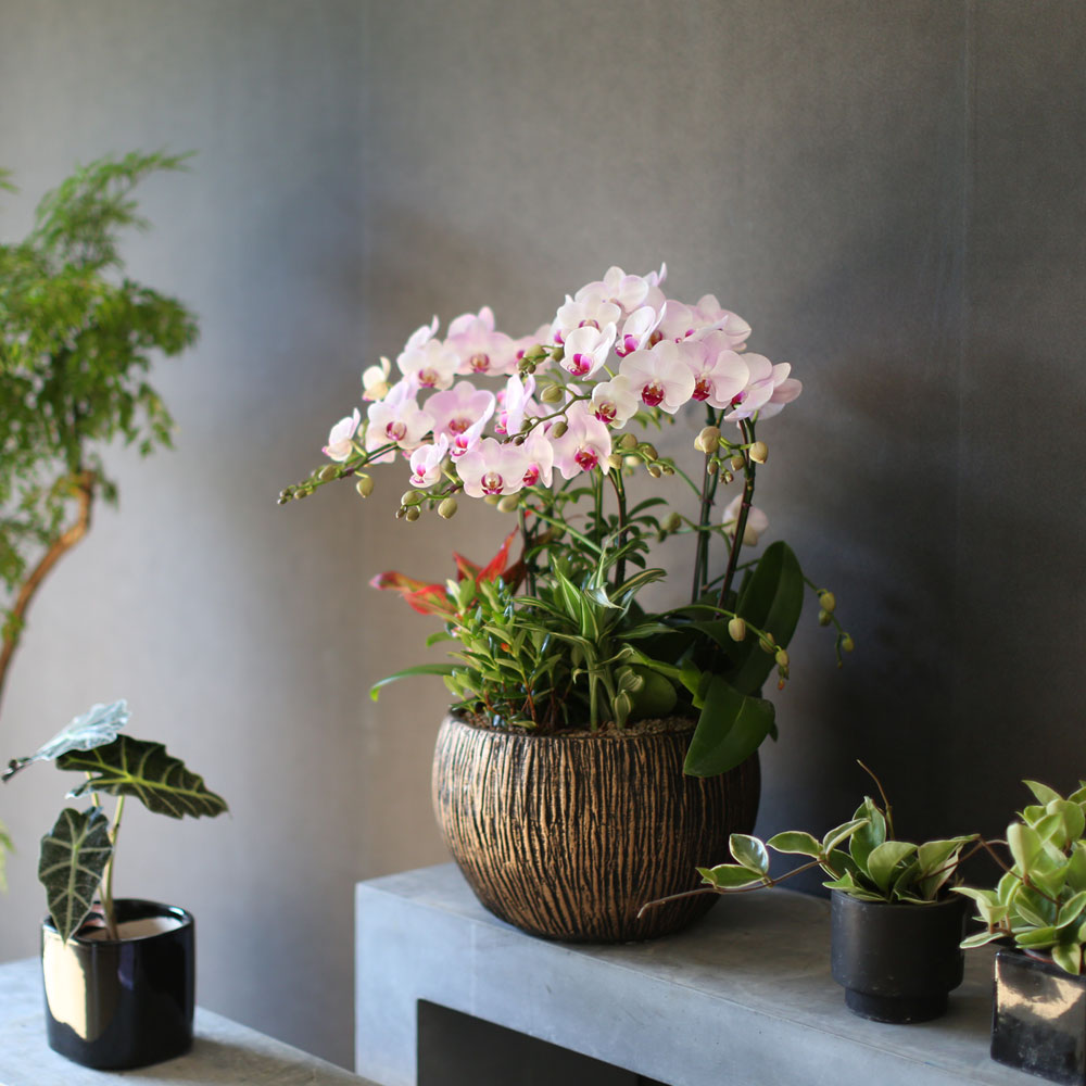 Graceful orchid flowers - ¸ÚÁö°í °í±Þ½º·¯¿î ¼¾ç¶õ È«¼³ (*°èÀý¿¡ µû¶ó »óǰ º¯°æ µÉ ¼ö ÀÖ½À´Ï´Ù)