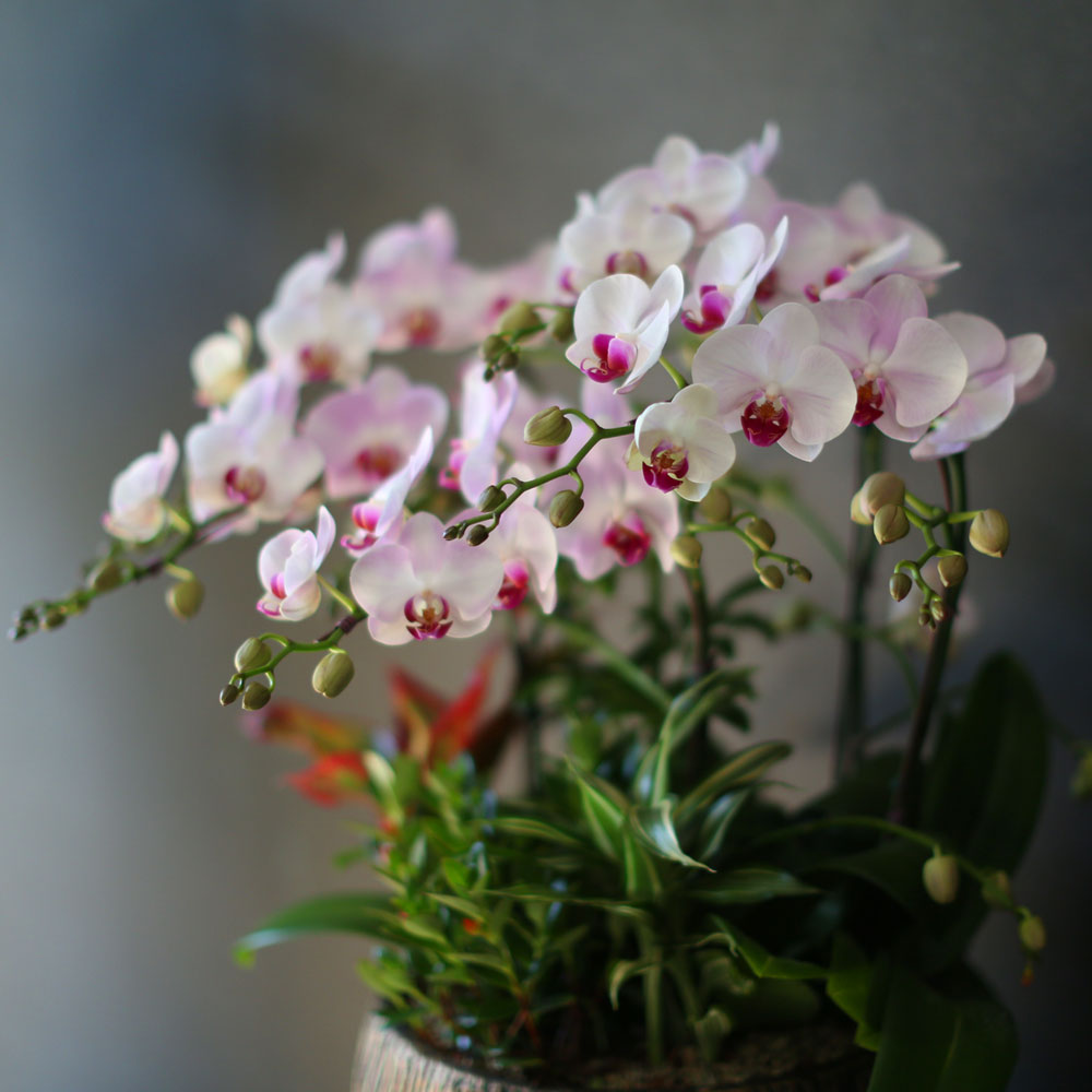 Graceful orchid flowers - ¸ÚÁö°í °í±Þ½º·¯¿î ¼¾ç¶õ È«¼³ (*°èÀý¿¡ µû¶ó »óǰ º¯°æ µÉ ¼ö ÀÖ½À´Ï´Ù)
