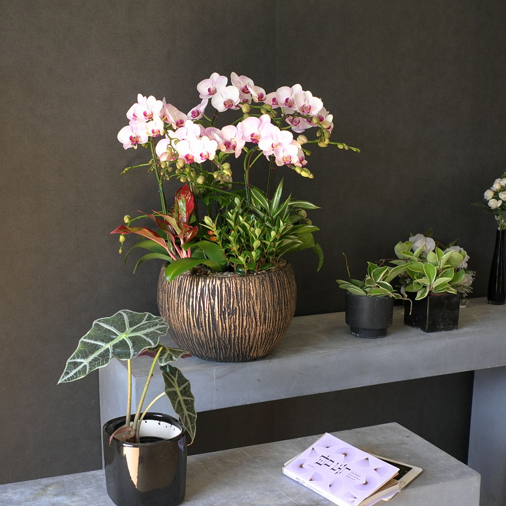 Graceful orchid flowers - ¸ÚÁö°í °í±Þ½º·¯¿î ¼¾ç¶õ È«¼³ (*°èÀý¿¡ µû¶ó »óǰ º¯°æ µÉ ¼ö ÀÖ½À´Ï´Ù)