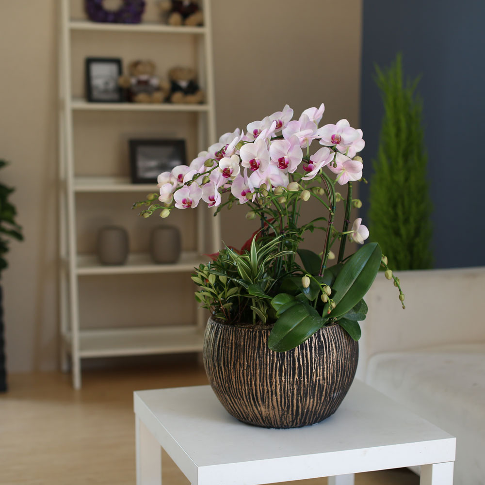 Graceful orchid flowers - ¸ÚÁö°í °í±Þ½º·¯¿î ¼¾ç¶õ È«¼³ (*°èÀý¿¡ µû¶ó »óǰ º¯°æ µÉ ¼ö ÀÖ½À´Ï´Ù)