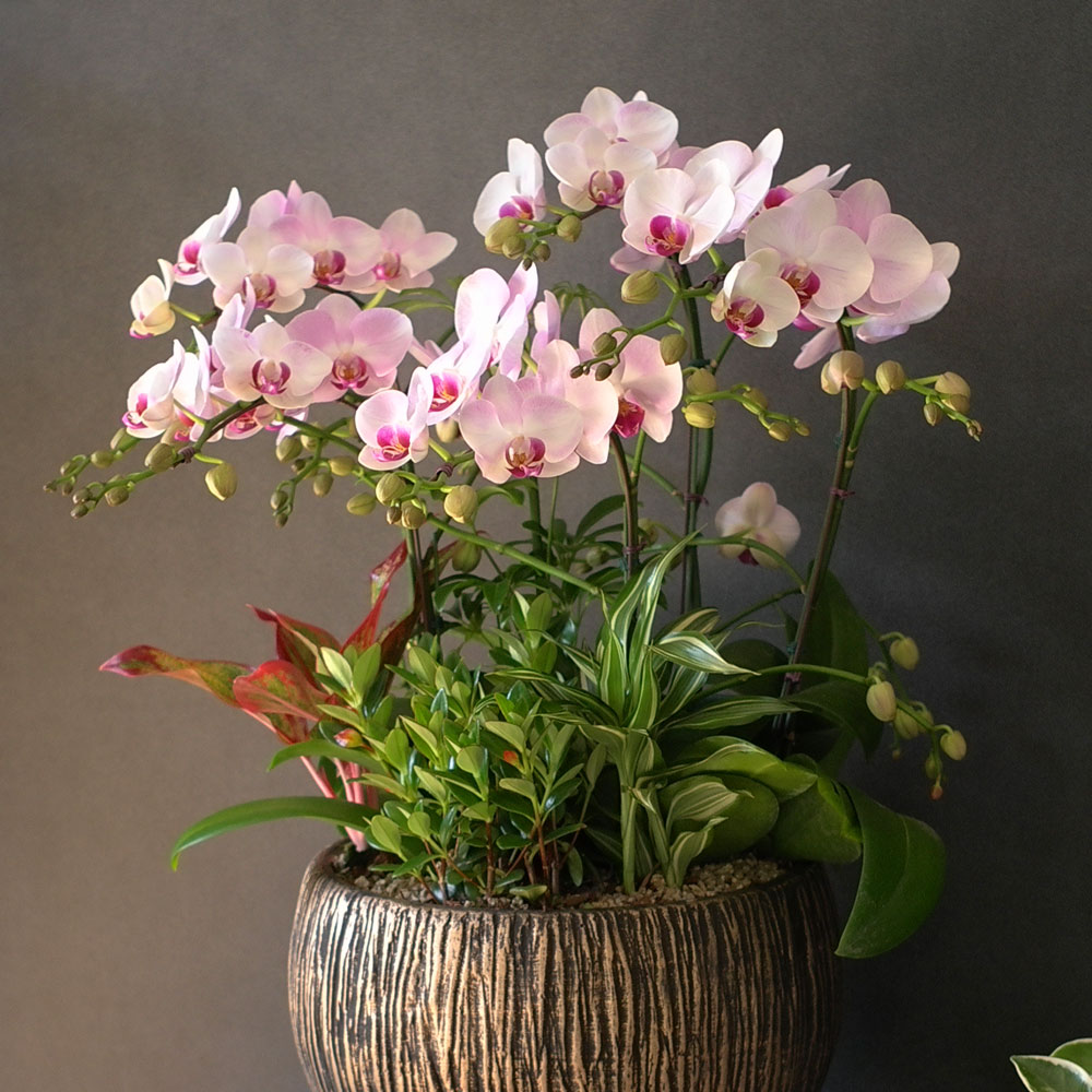 Graceful orchid flowers - ¸ÚÁö°í °í±Þ½º·¯¿î ¼¾ç¶õ È«¼³ (*°èÀý¿¡ µû¶ó »óǰ º¯°æ µÉ ¼ö ÀÖ½À´Ï´Ù)