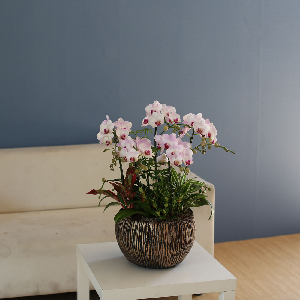 Graceful orchid flowers - ¸ÚÁö°í °í±Þ½º·¯¿î ¼¾ç¶õ È«¼³ (*°èÀý¿¡ µû¶ó »óǰ º¯°æ µÉ ¼ö ÀÖ½À´Ï´Ù)