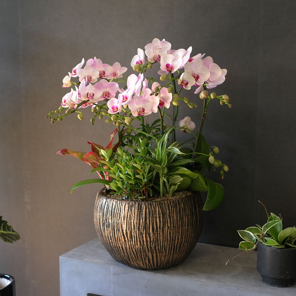 Graceful orchid flowers - ¸ÚÁö°í °í±Þ½º·¯¿î ¼¾ç¶õ È«¼³ (*°èÀý¿¡ µû¶ó »óǰ º¯°æ µÉ ¼ö ÀÖ½À´Ï´Ù)