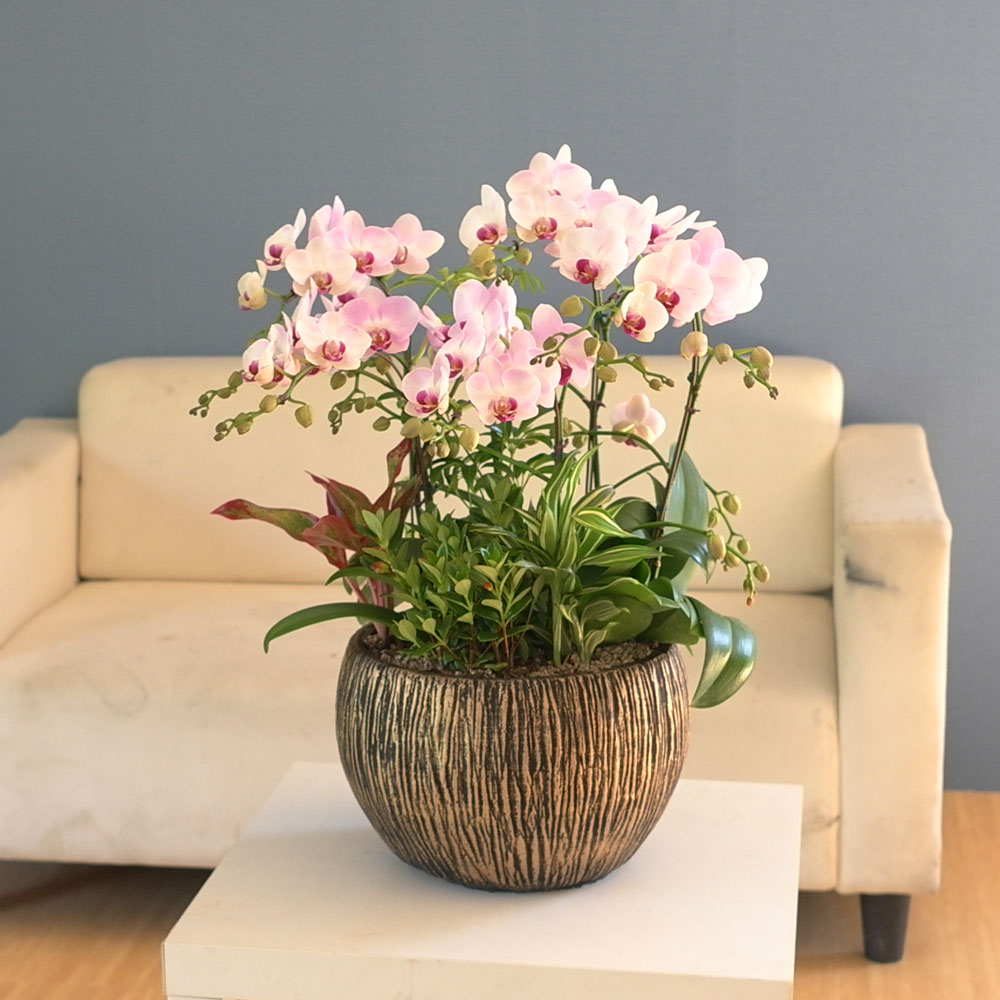 Graceful orchid flowers - ¸ÚÁö°í °í±Þ½º·¯¿î ¼¾ç¶õ È«¼³ (*°èÀý¿¡ µû¶ó »óǰ º¯°æ µÉ ¼ö ÀÖ½À´Ï´Ù)