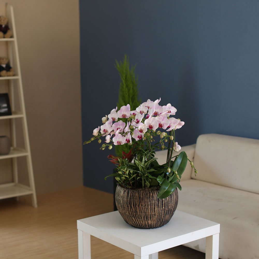 Graceful orchid flowers - ¸ÚÁö°í °í±Þ½º·¯¿î ¼¾ç¶õ È«¼³ (*°èÀý¿¡ µû¶ó »óǰ º¯°æ µÉ ¼ö ÀÖ½À´Ï´Ù)