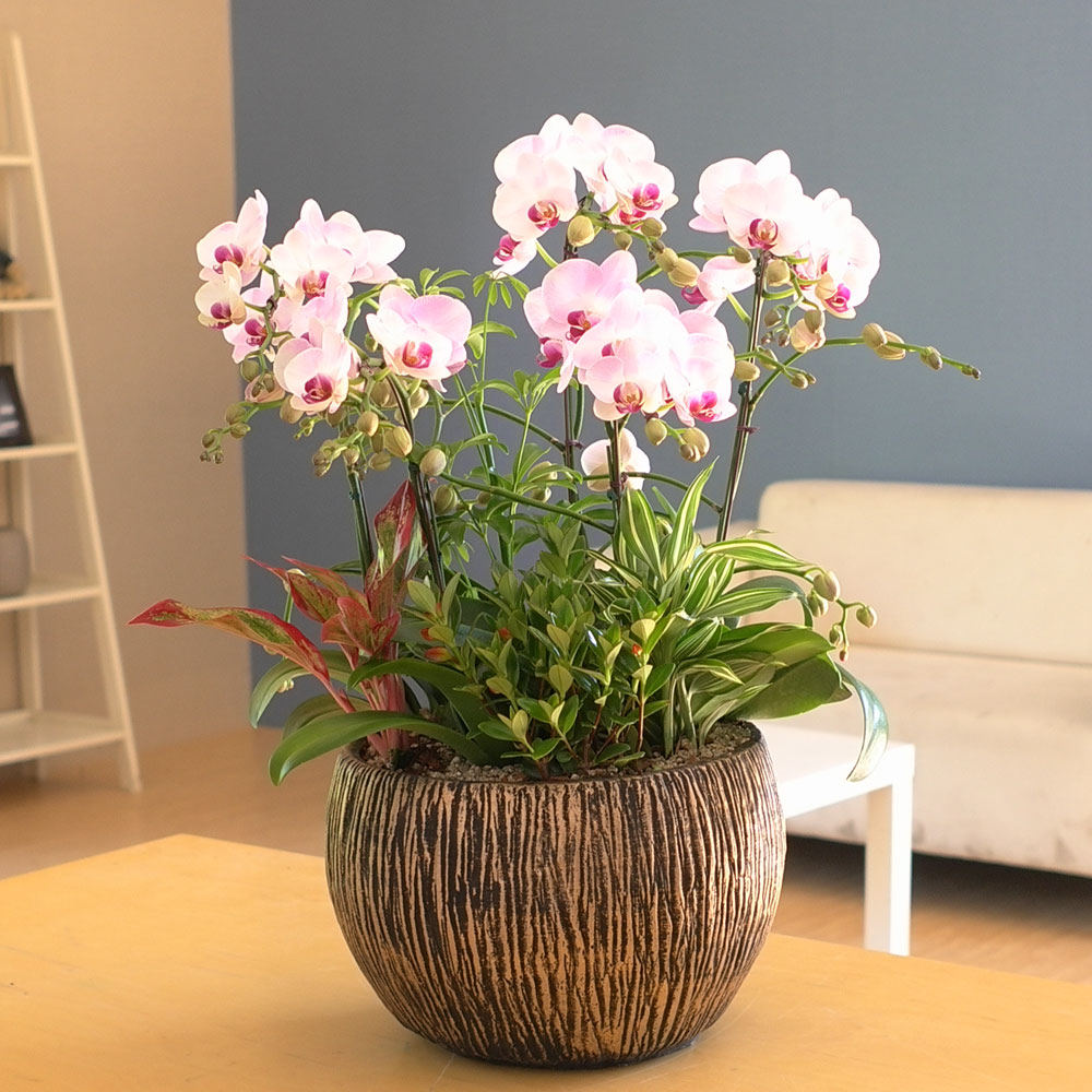 Graceful orchid flowers - ¸ÚÁö°í °í±Þ½º·¯¿î ¼¾ç¶õ È«¼³ (*°èÀý¿¡ µû¶ó »óǰ º¯°æ µÉ ¼ö ÀÖ½À´Ï´Ù)