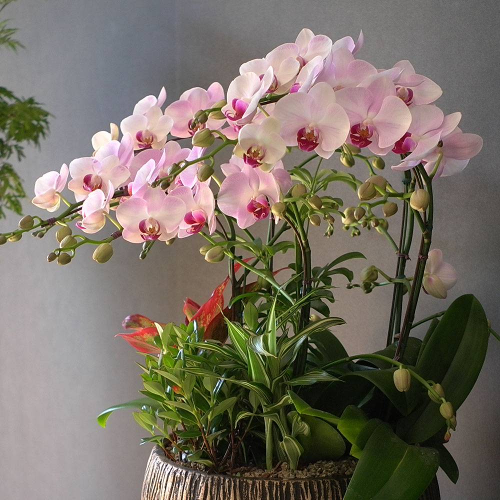 Graceful orchid flowers - ¸ÚÁö°í °í±Þ½º·¯¿î ¼¾ç¶õ È«¼³ (*°èÀý¿¡ µû¶ó »óǰ º¯°æ µÉ ¼ö ÀÖ½À´Ï´Ù)
