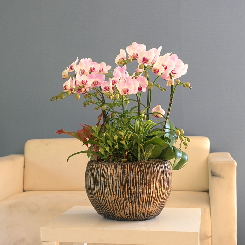 Graceful orchid flowers - ¸ÚÁö°í °í±Þ½º·¯¿î ¼¾ç¶õ È«¼³ (*°èÀý¿¡ µû¶ó »óǰ º¯°æ µÉ ¼ö ÀÖ½À´Ï´Ù)