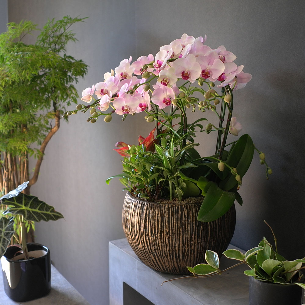 Graceful orchid flowers - ¸ÚÁö°í °í±Þ½º·¯¿î ¼¾ç¶õ È«¼³ (*°èÀý¿¡ µû¶ó »óǰ º¯°æ µÉ ¼ö ÀÖ½À´Ï´Ù)