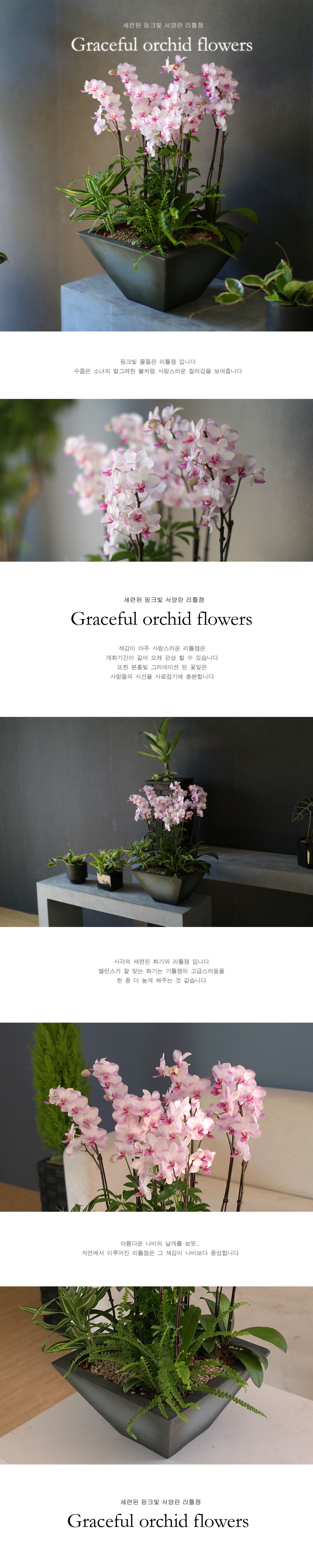 Graceful orchid flowers - õũ  Ʋ  ɹ