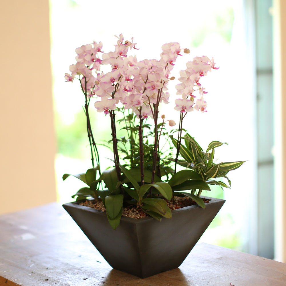 Graceful orchid flowers - õũ  Ʋ  ɹ