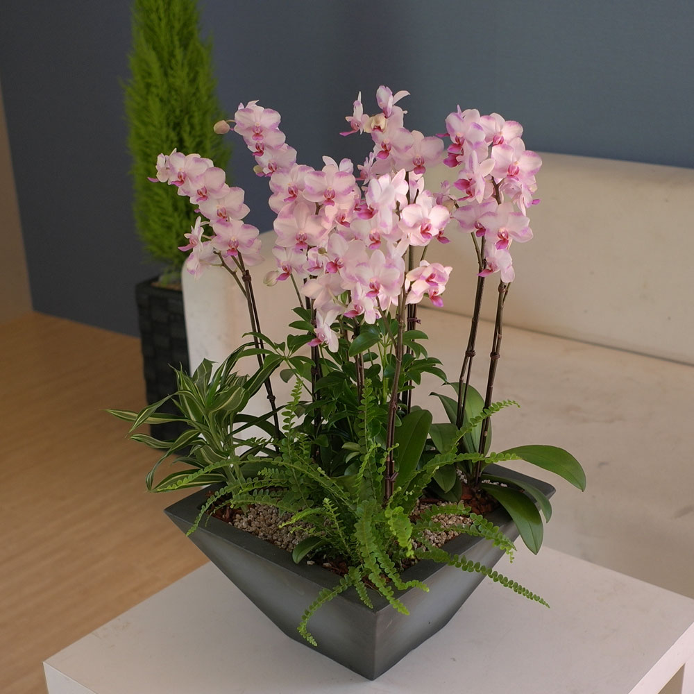 Graceful orchid flowers - õũ  Ʋ  ɹ