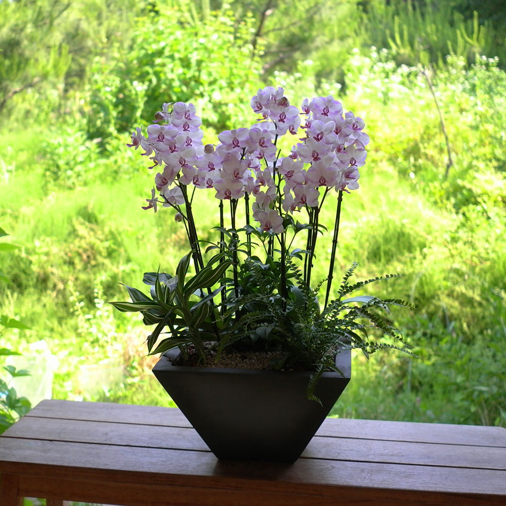 Graceful orchid flowers - õũ  Ʋ  ɹ