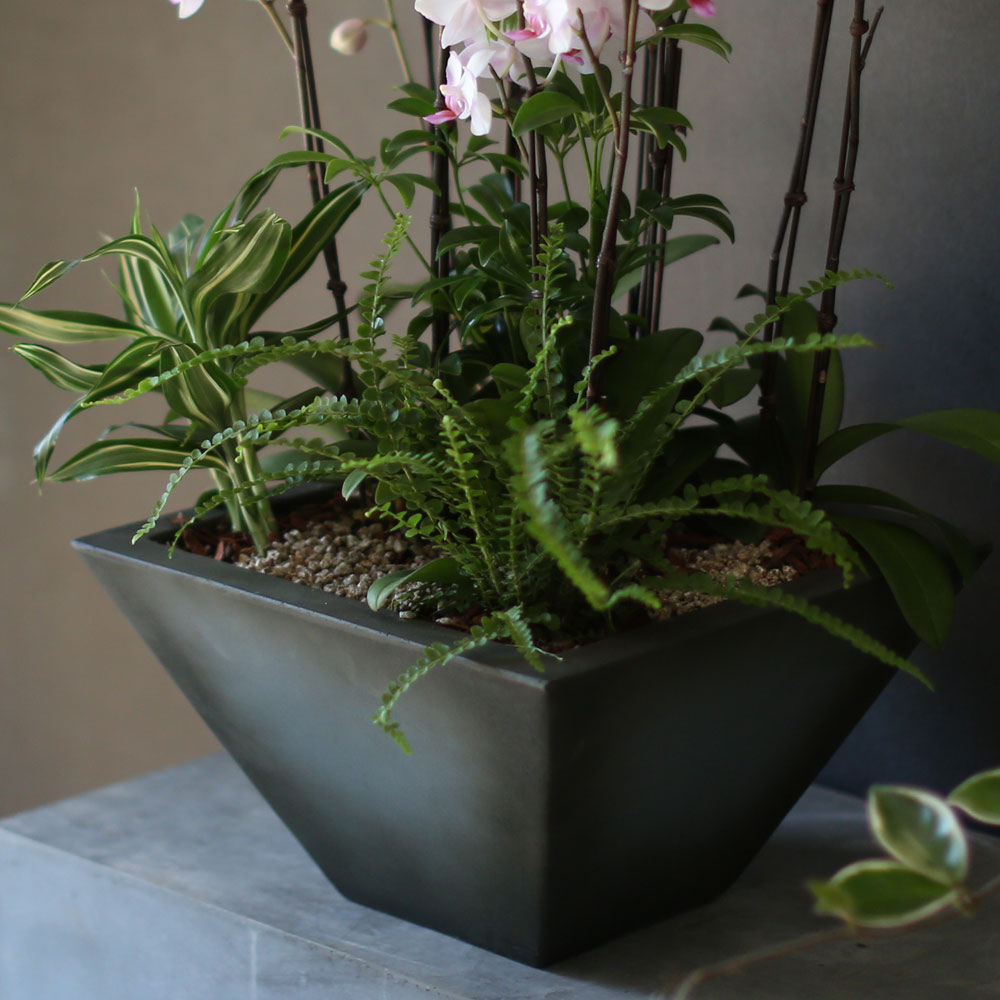 Graceful orchid flowers - õũ  Ʋ  ɹ