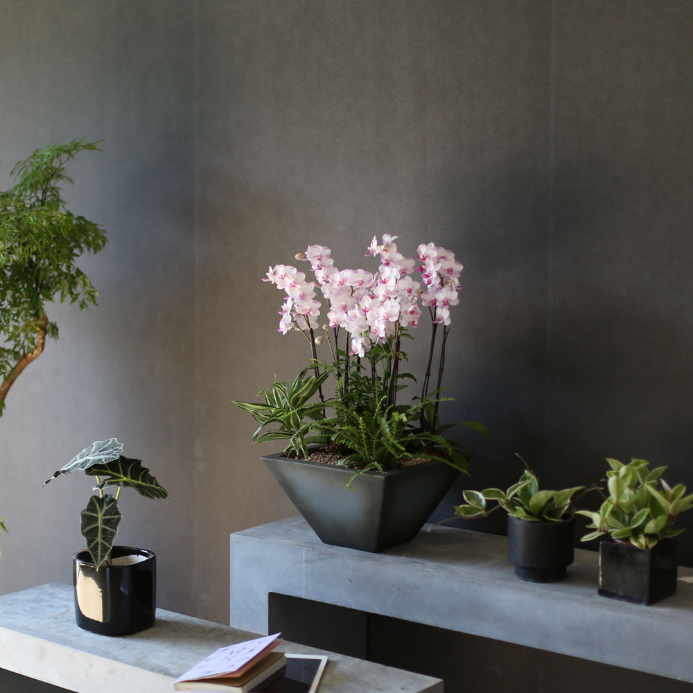 Graceful orchid flowers - õũ  Ʋ  ɹ