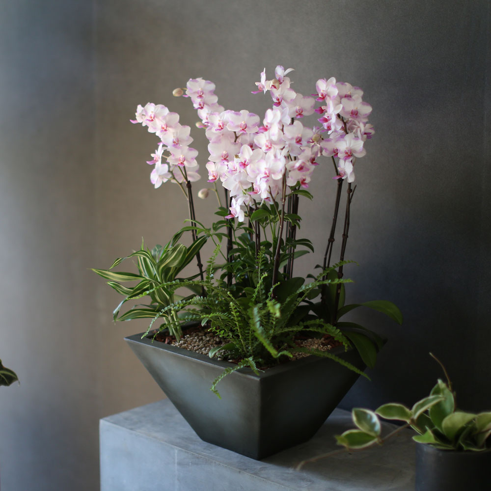 Graceful orchid flowers - õũ  Ʋ  ɹ