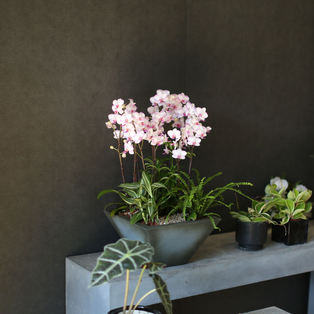 Graceful orchid flowers - õũ  Ʋ  ɹ