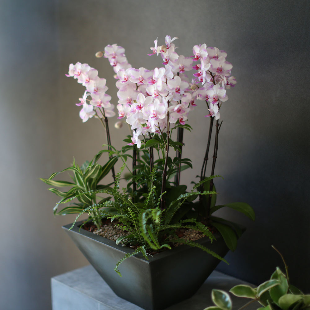Graceful orchid flowers - õũ  Ʋ  ɹ