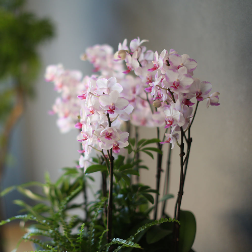 Graceful orchid flowers - õũ  Ʋ  ɹ