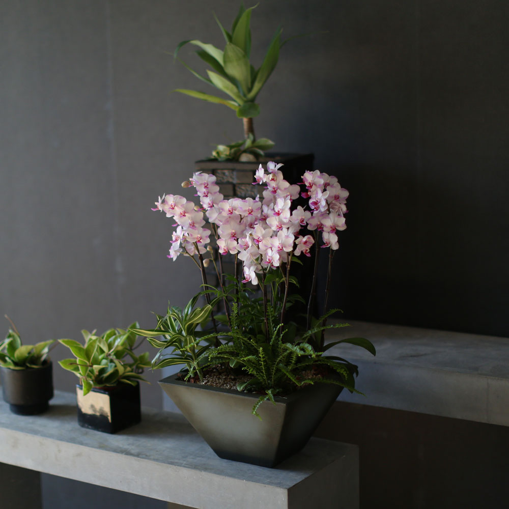 Graceful orchid flowers - õũ  Ʋ  ɹ