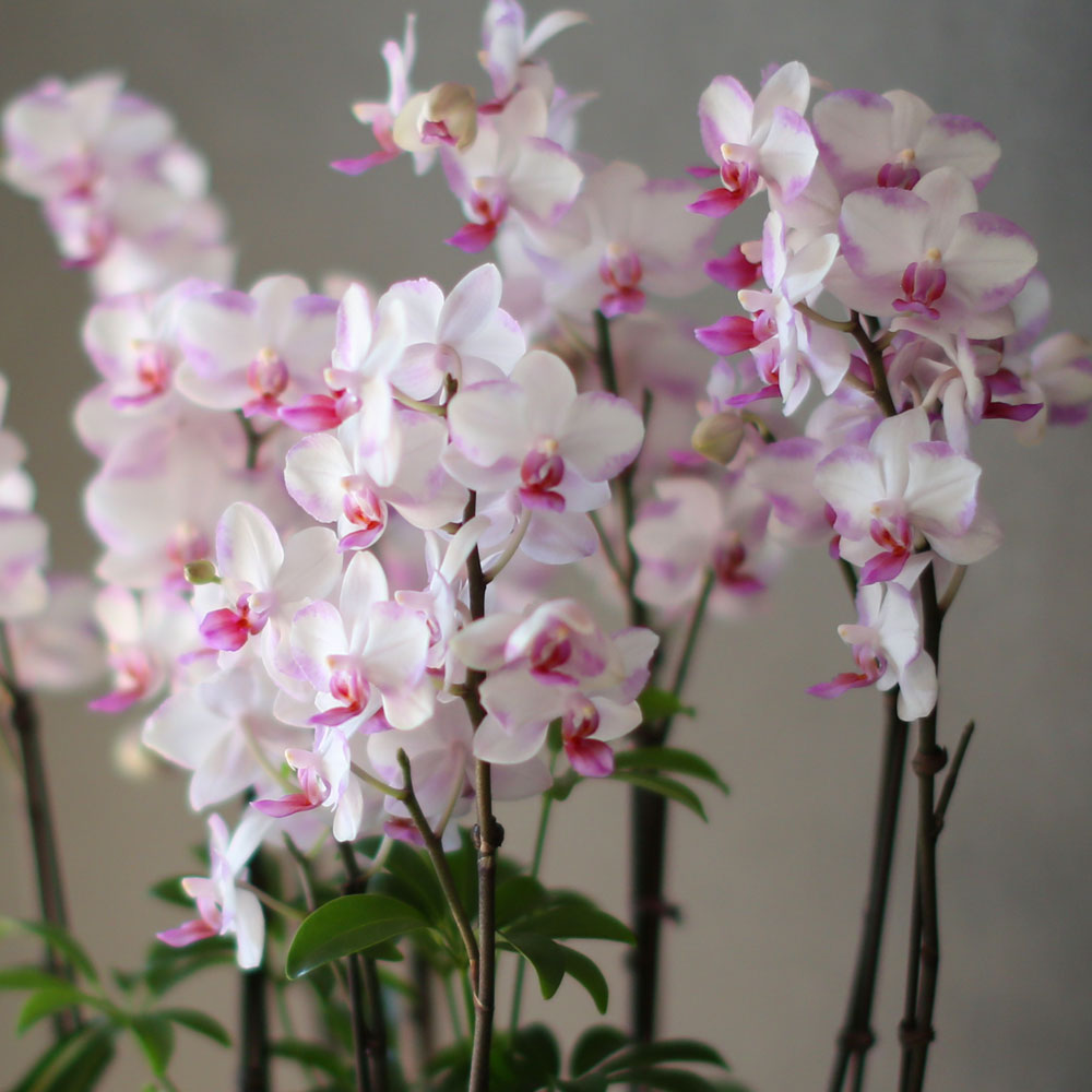 Graceful orchid flowers - õũ  Ʋ  ɹ