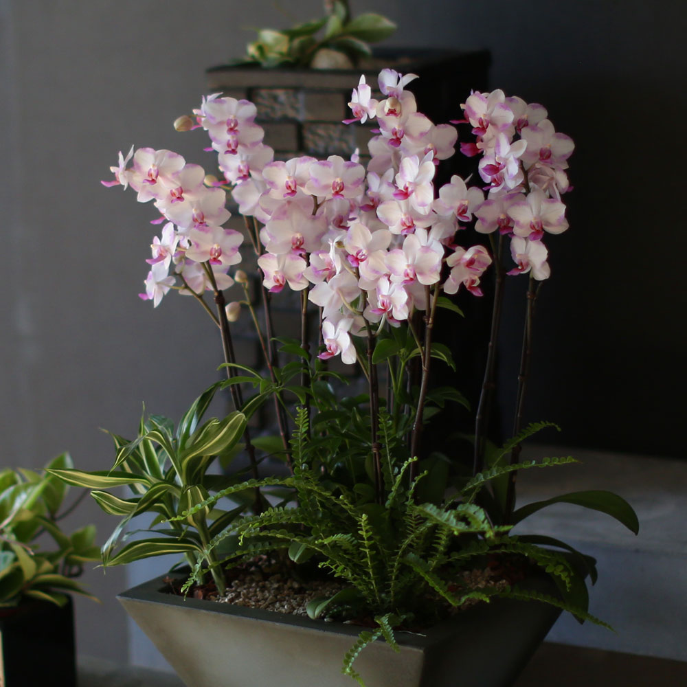 Graceful orchid flowers - õũ  Ʋ  ɹ
