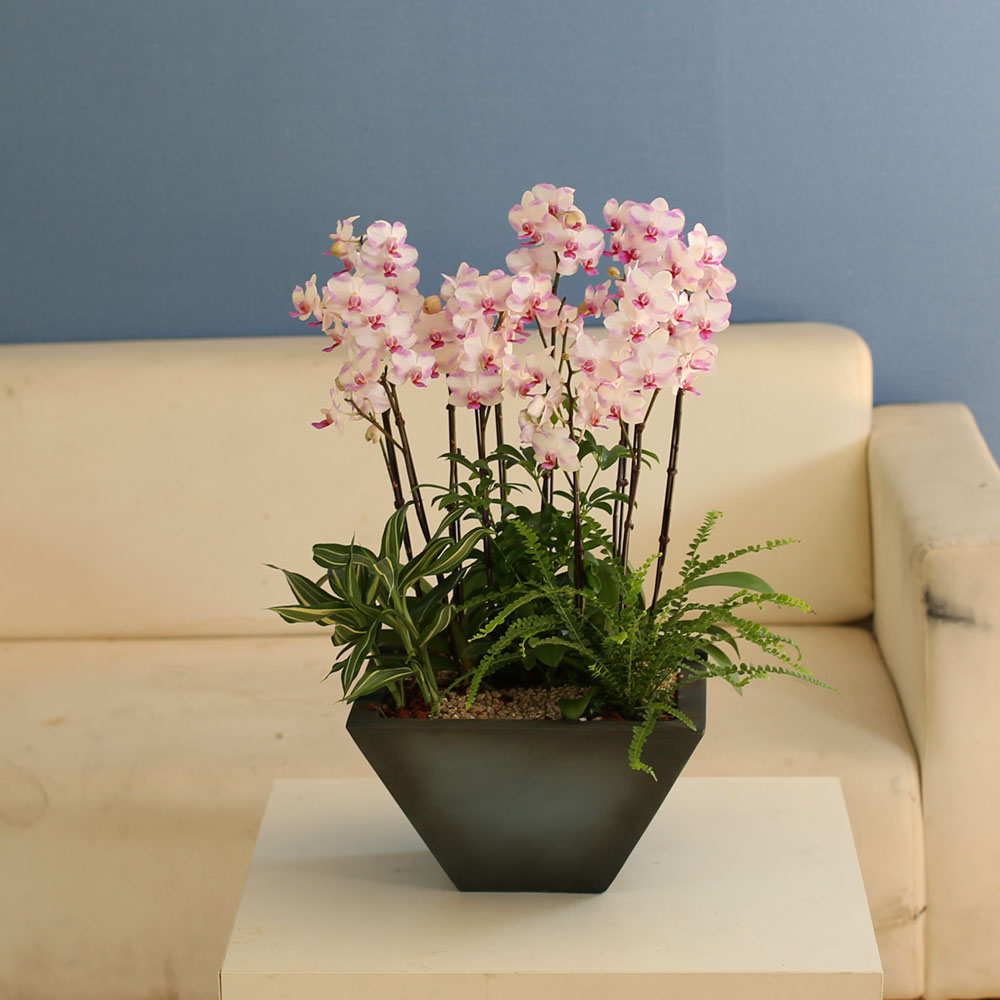 Graceful orchid flowers - õũ  Ʋ  ɹ