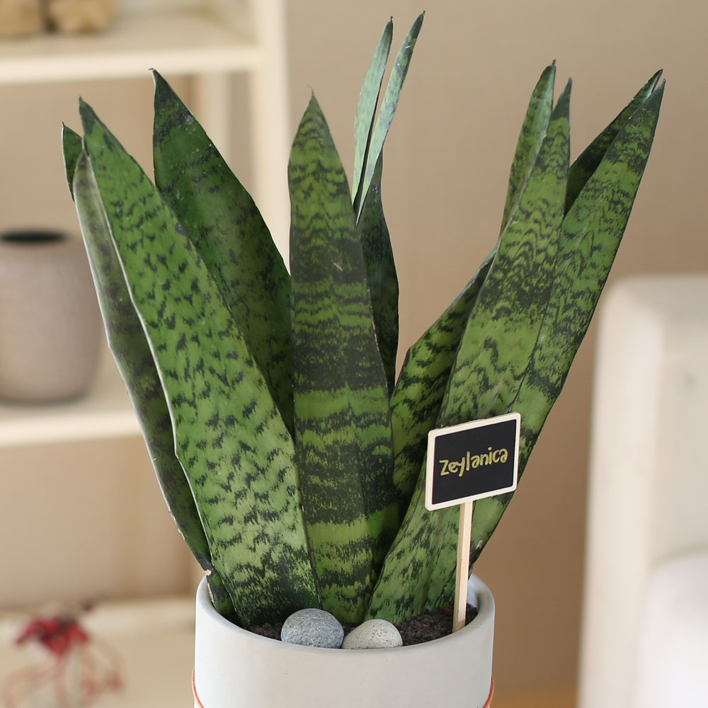 special ������ȭ �Ĺ� - Ǫ�� ������ ���� ���δ�ī