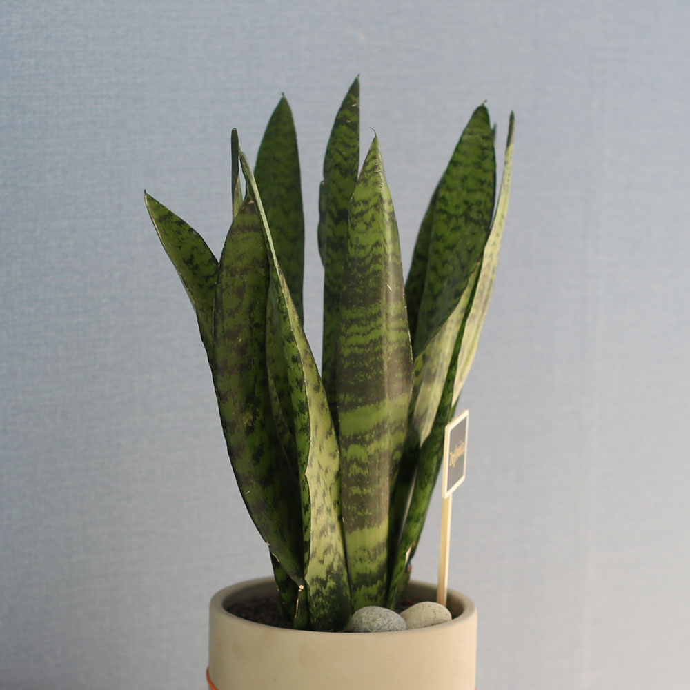 special ������ȭ �Ĺ� - Ǫ�� ������ ���� ���δ�ī