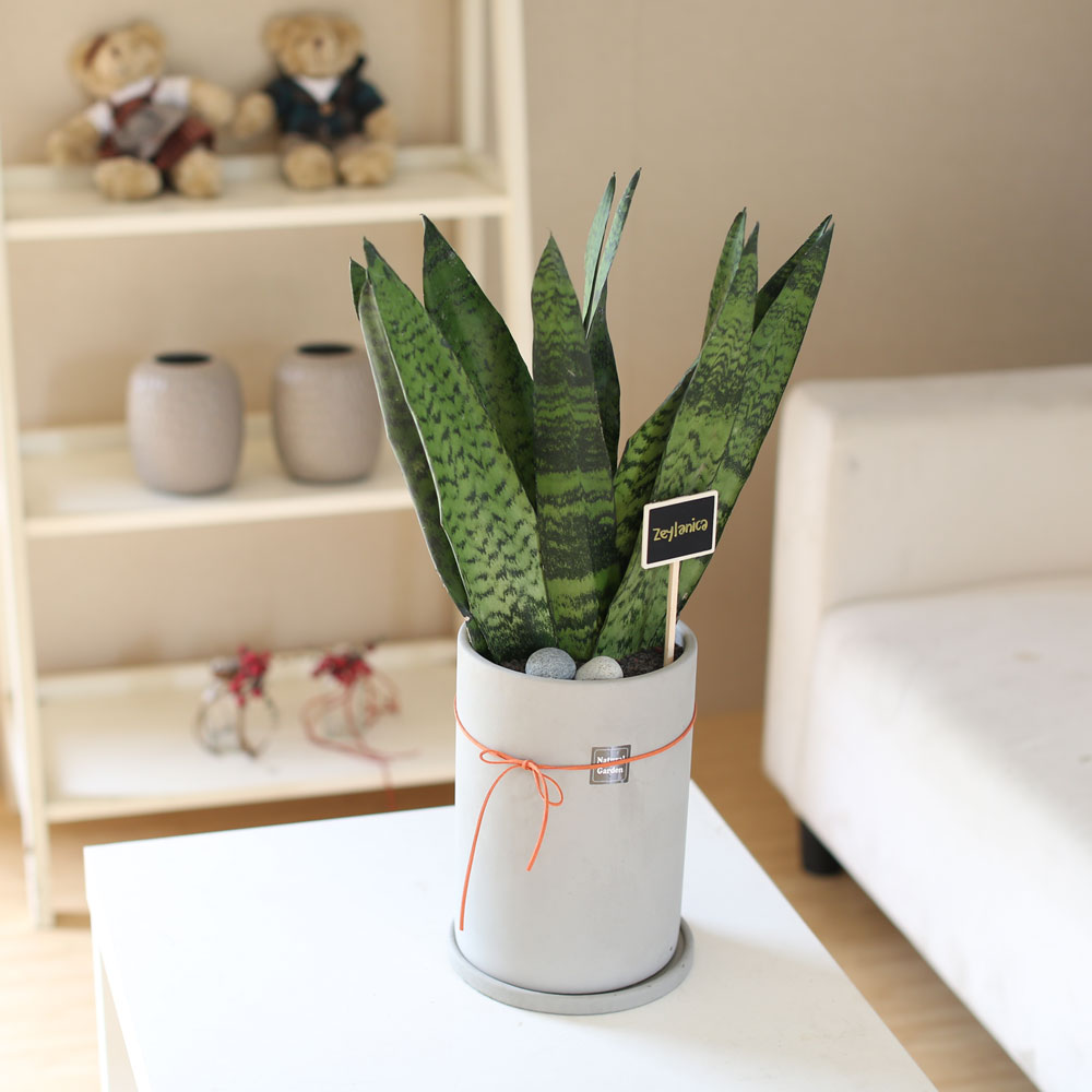 special ������ȭ �Ĺ� - Ǫ�� ������ ���� ���δ�ī