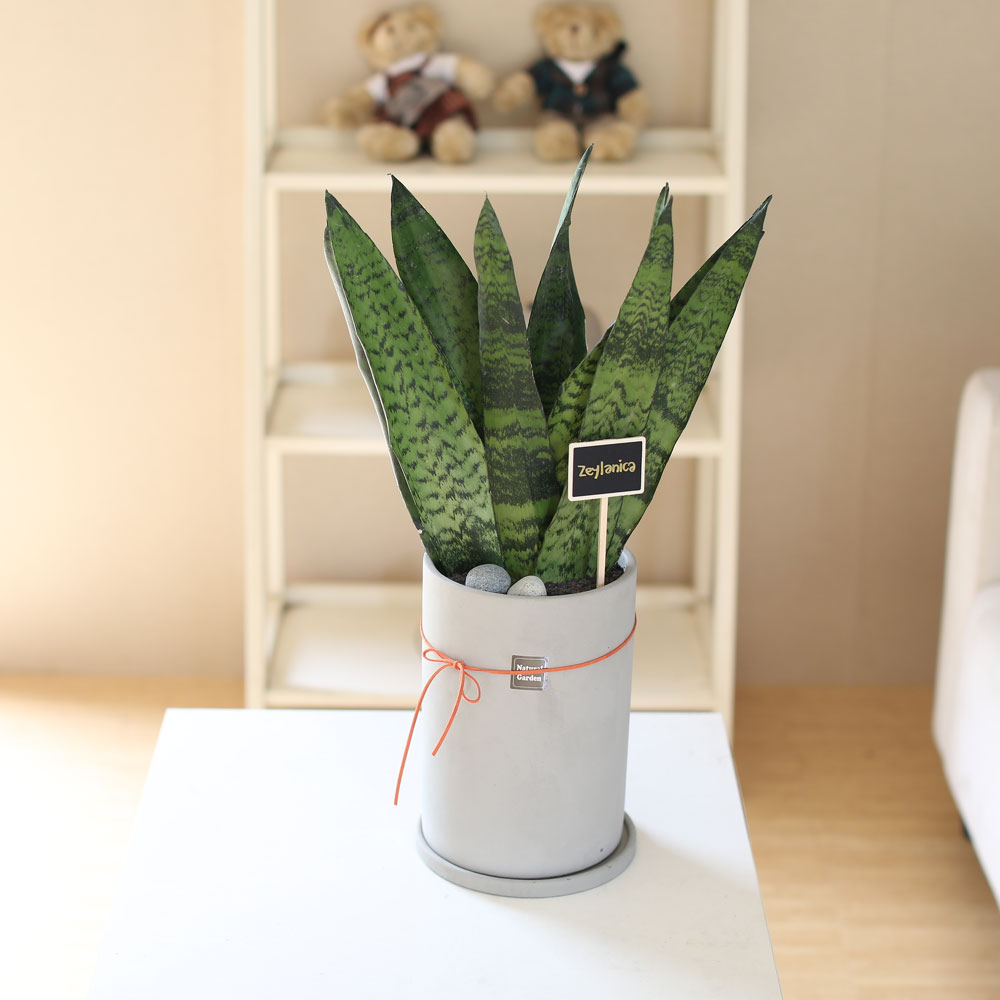 special ������ȭ �Ĺ� - Ǫ�� ������ ���� ���δ�ī