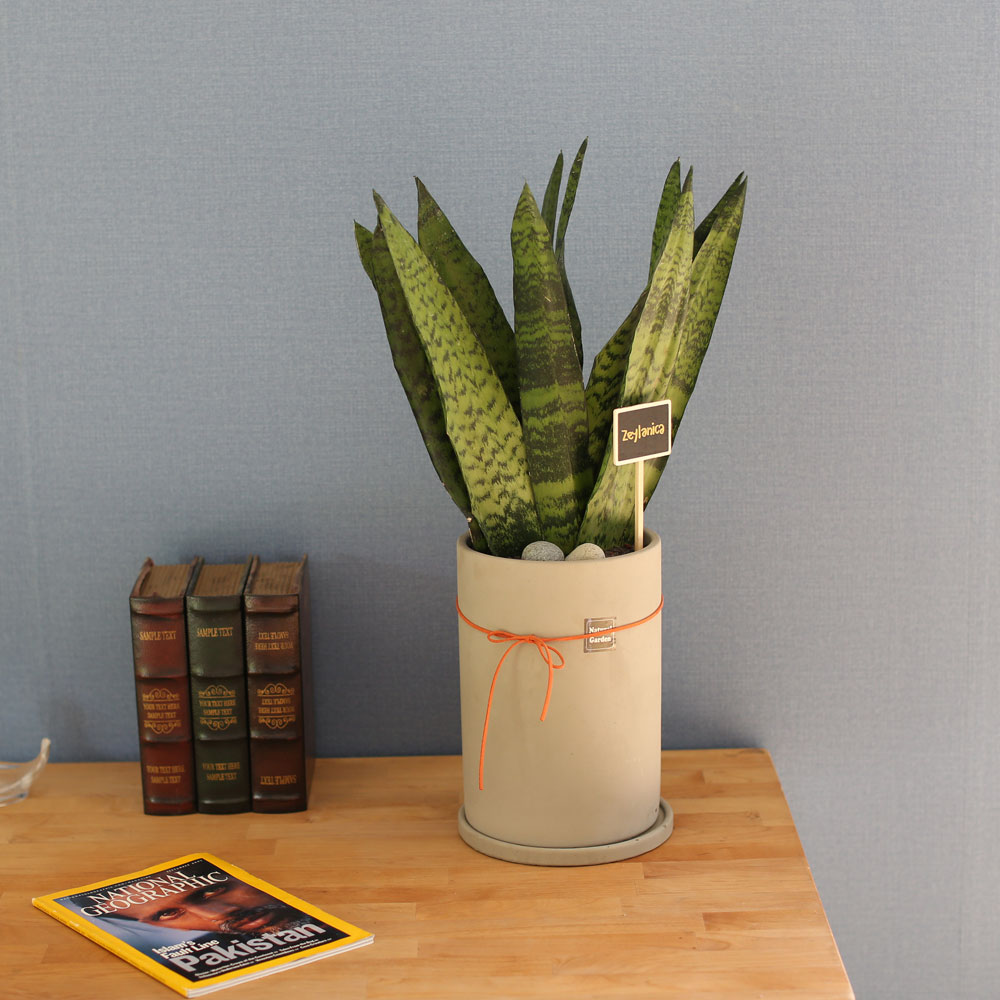 special ������ȭ �Ĺ� - Ǫ�� ������ ���� ���δ�ī