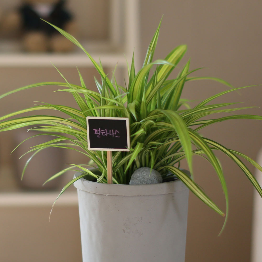 special ȭ Ĺ - ʷ  Ÿ  ɹ