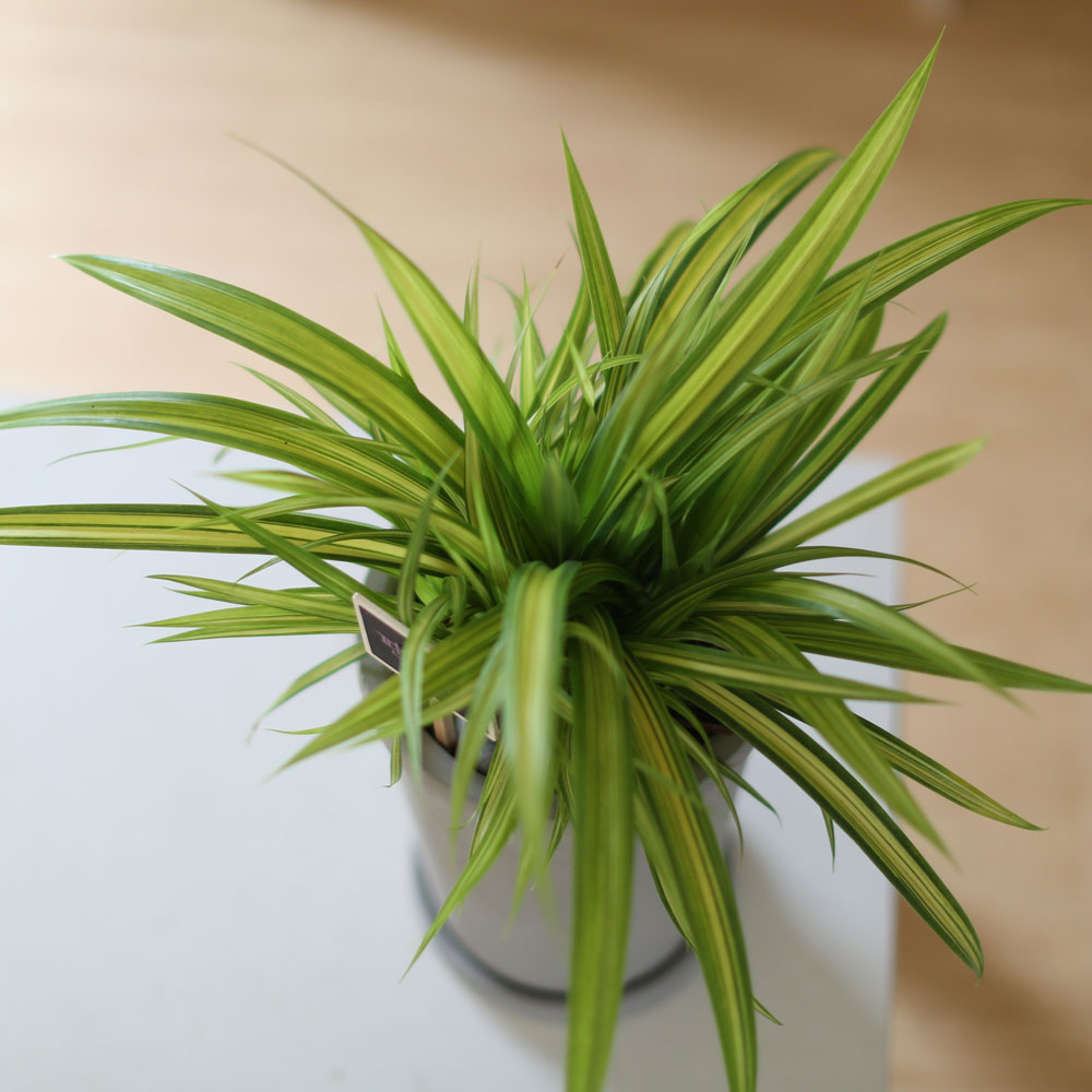 special ȭ Ĺ - ʷ  Ÿ  ɹ