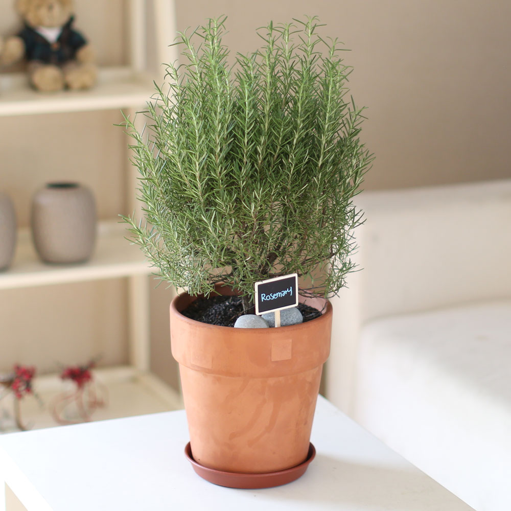 special ȭ Ĺ -      ɹ