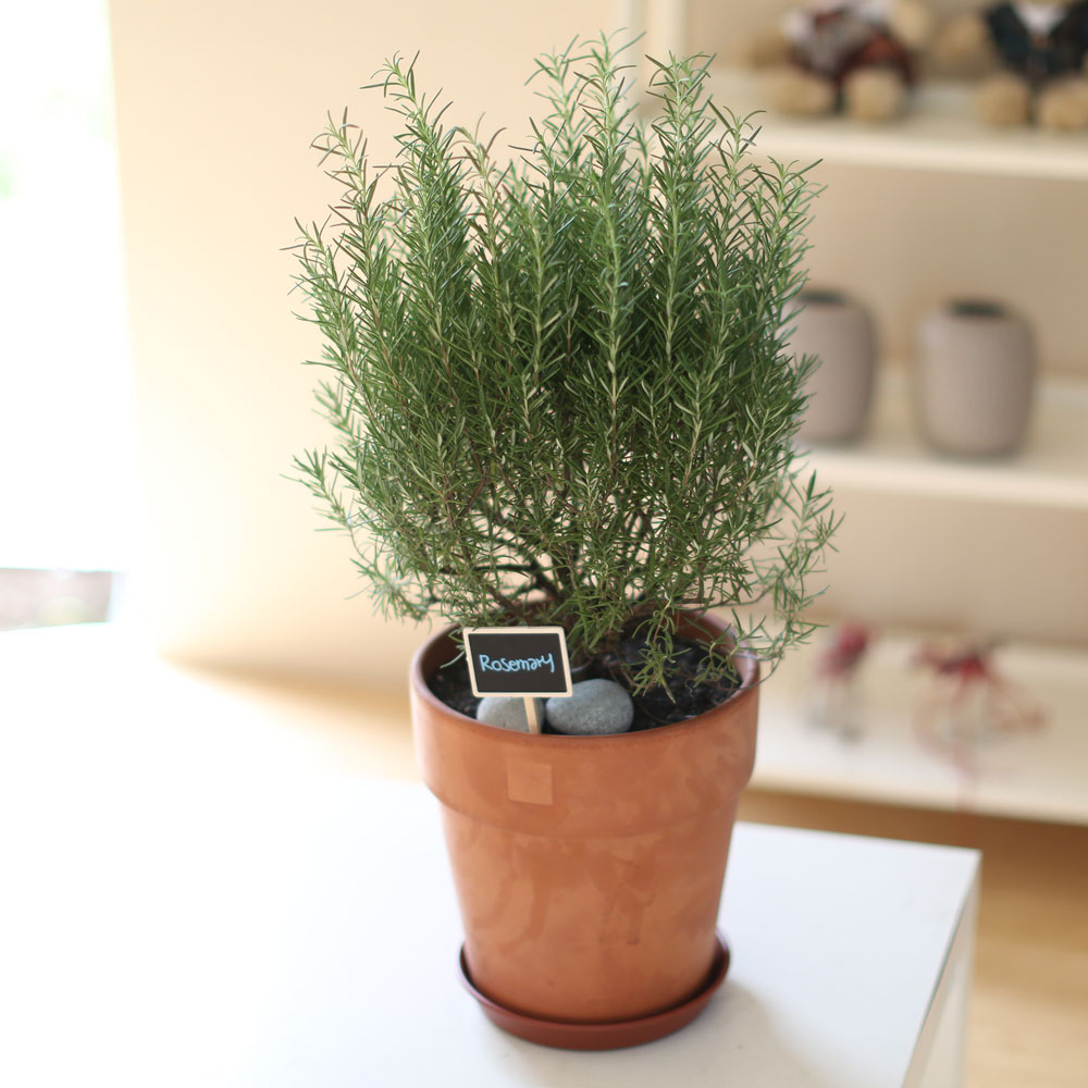 special ȭ Ĺ -      ɹ