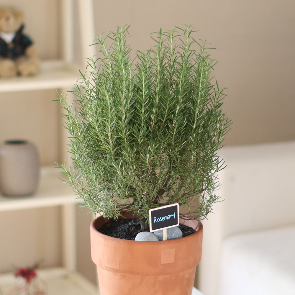 special ȭ Ĺ -      ɹ