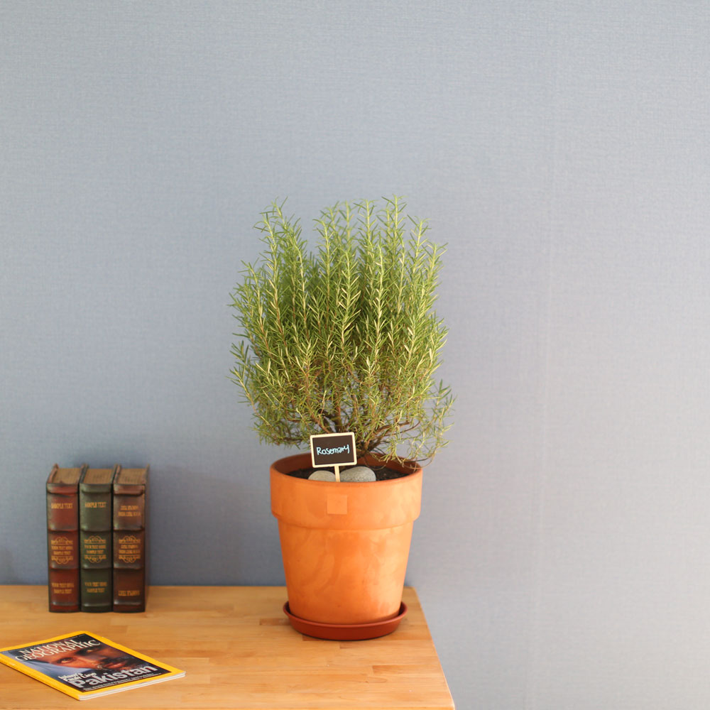 special ȭ Ĺ -      ɹ