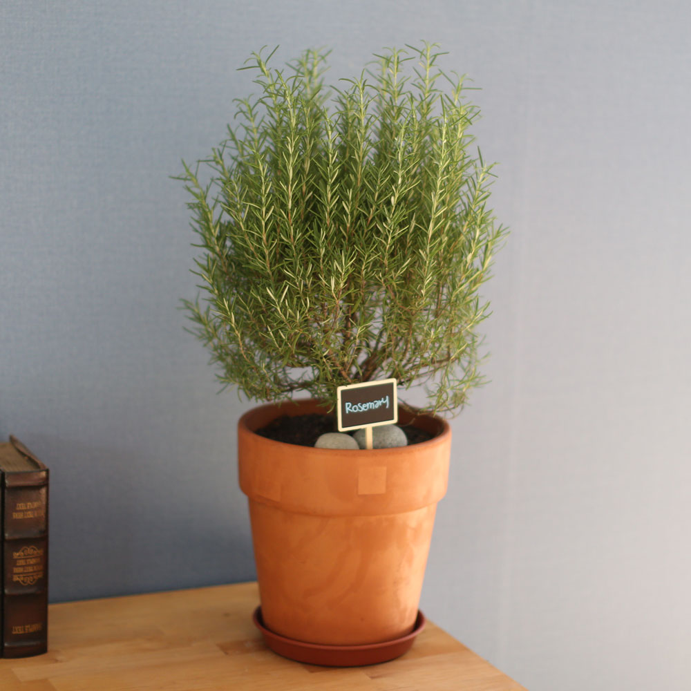 special ȭ Ĺ -      ɹ