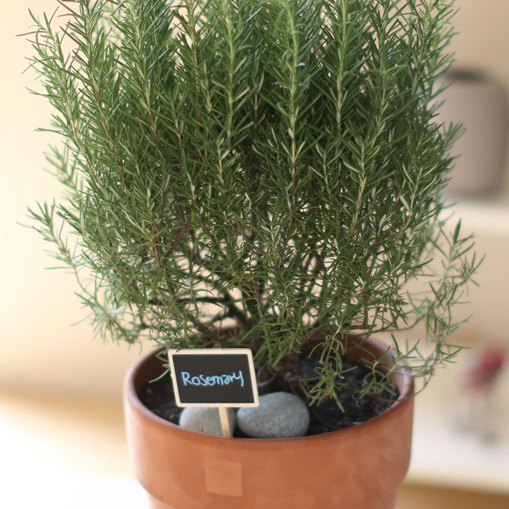 special ȭ Ĺ -      ɹ