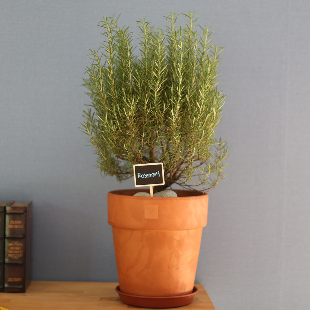 special ȭ Ĺ -      ɹ