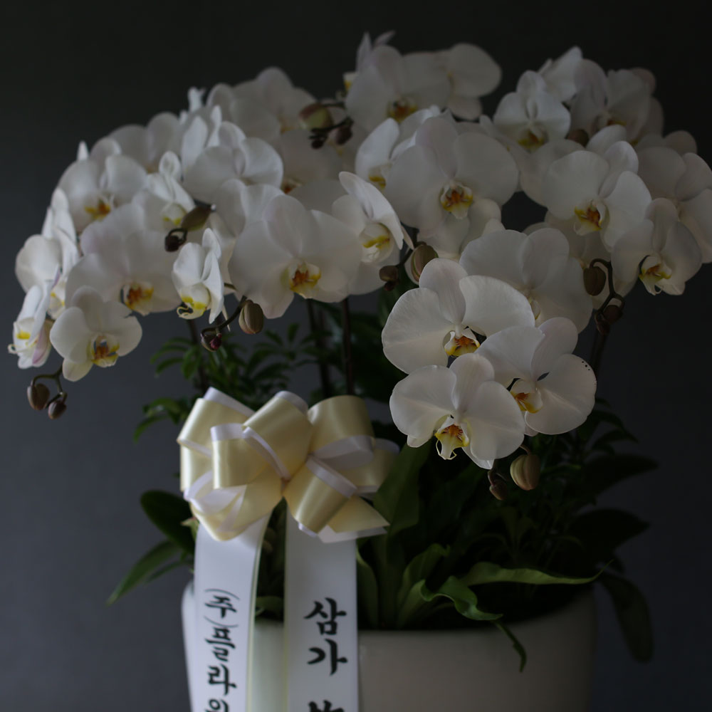 Á¶¹®¿ë ¹é»öÈ£Á¢(2016.NO 1)