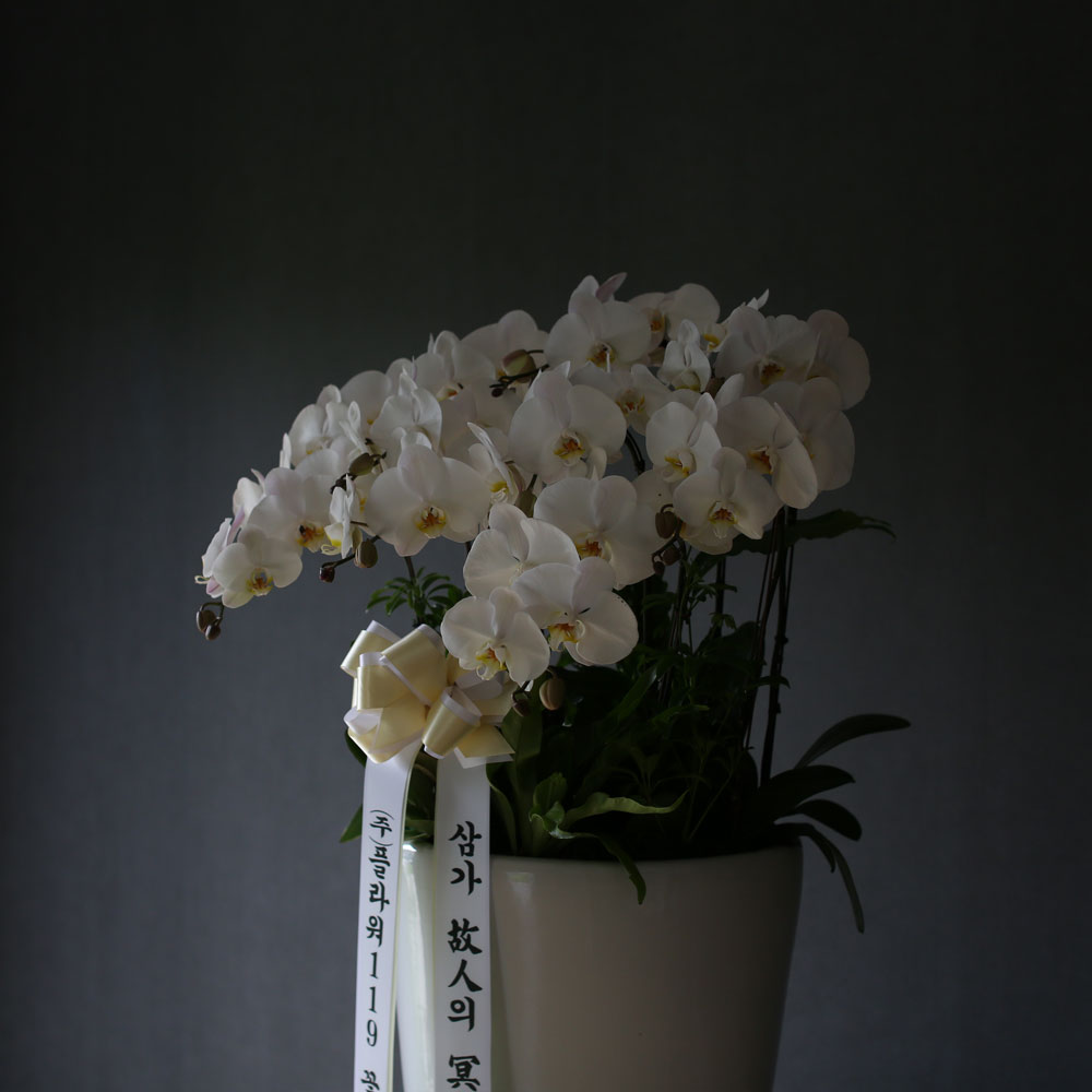 Á¶¹®¿ë ¹é»öÈ£Á¢(2016.NO 1)