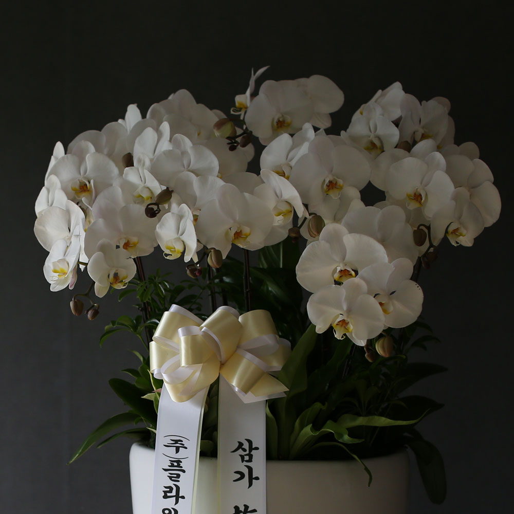 Á¶¹®¿ë ¹é»öÈ£Á¢(2016.NO 1)