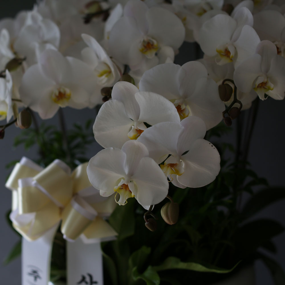 Á¶¹®¿ë ¹é»öÈ£Á¢(2016.NO 1)